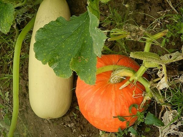  Les différences entre les plants de citrouille et les courgettes