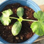  Cotyledons Zucchiniblätter sind länger und enger