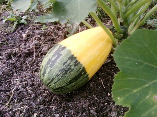  Courgette Pereopylenny