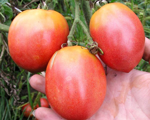  Tomaten-Flamingo pflücken