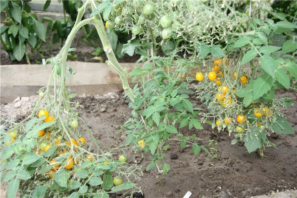  Verfügt über Obstsorten