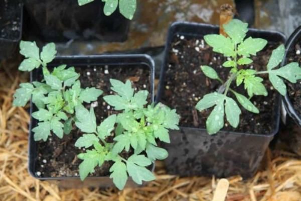  Zu einem festen Ort übertragen Setzlinge Tomaten Lazyka im Alter von 50-55 Tagen