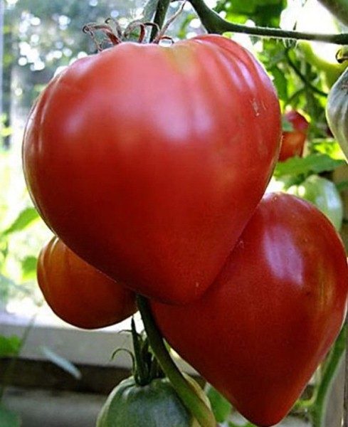  Früher reifer Grad einer Tomate faul