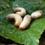  Insectes nuisibles du chou en pleine terre