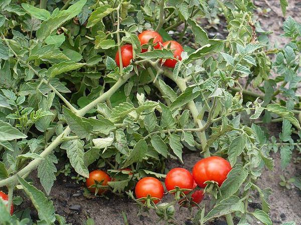  Nicola Variété De Tomates