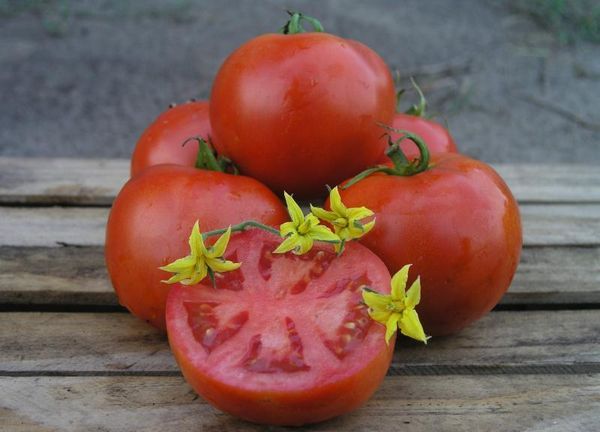  Makhitos F1 Sorte Tomaten