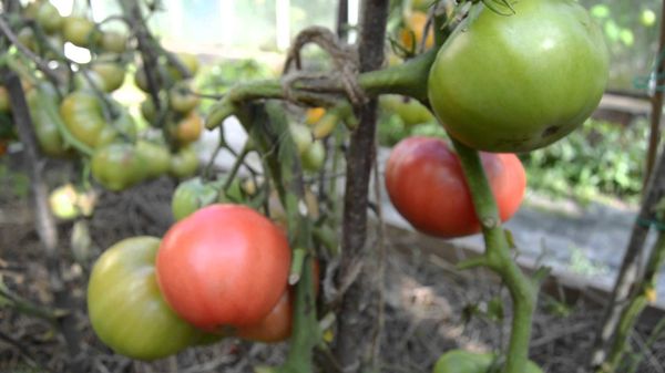  Joues de tomate rose