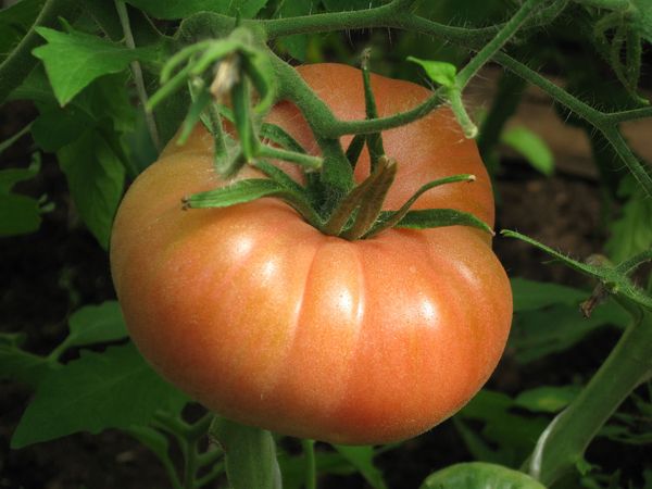  Le poids moyen du fruit de la variété - 200-300 grammes