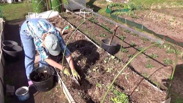  Im Herbst wird ein Beet zum Anpflanzen von Auberginen vorbereitet