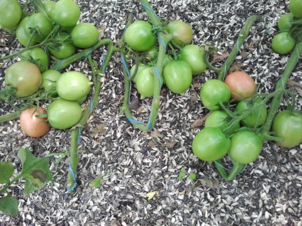  tomates de barao rose