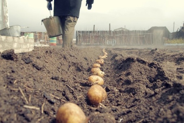  Avant de planter, traitez les tubercules dans le permanganate de potassium, faites-les germer, à une distance de 40 cm les uns des autres