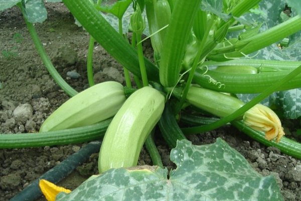  La variété est à haut rendement, mûrit tôt, résistante au froid, les fruits ont un goût agréable