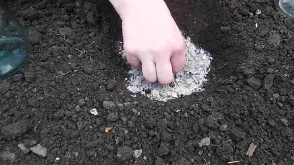  Planter des graines de courgettes