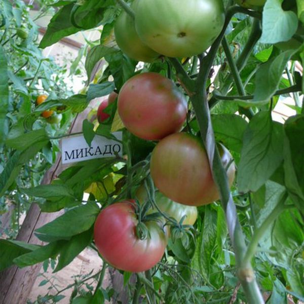  Au nord, la variété est mieux cultivée en serre, au sud - en plein champ