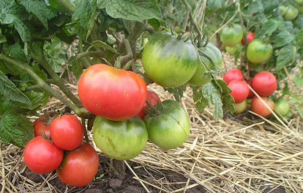  Tomaten-Rosa-Führer