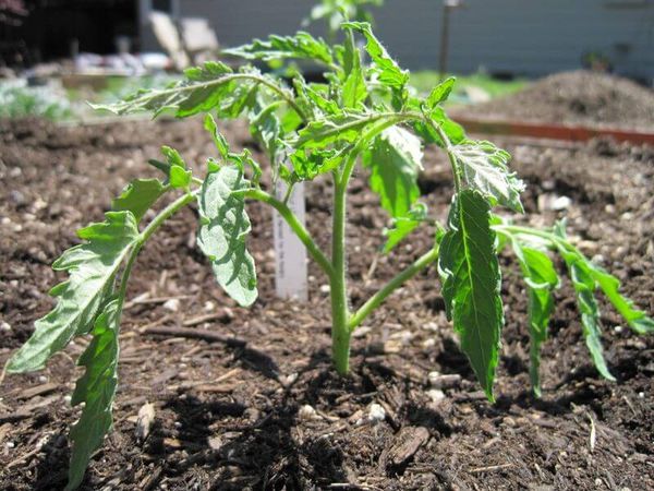  Lors du repiquage dans le sol, les plantules doivent être enfouies dans les feuilles de cotylédon.