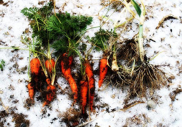  Quand podzimnoy planter la récolte de carottes sera mieux