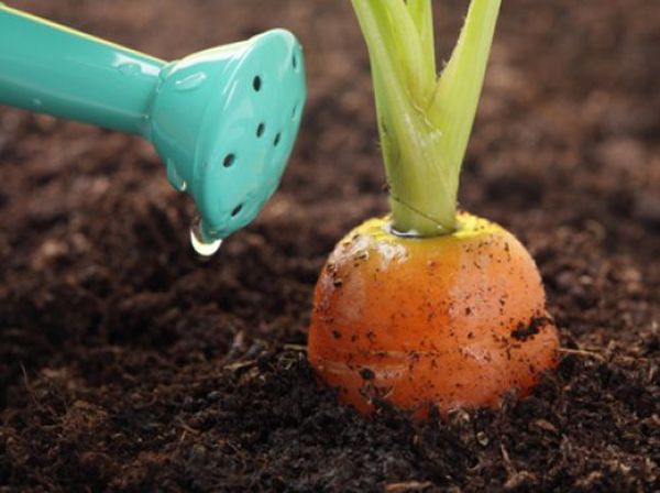  Pour une bonne récolte, vous avez besoin d'une bonne alimentation en carottes.