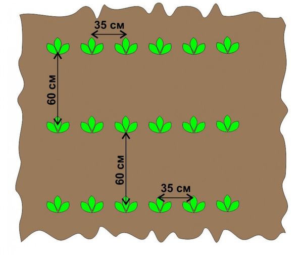  Das Schema des Pflanzens von Motoblocks