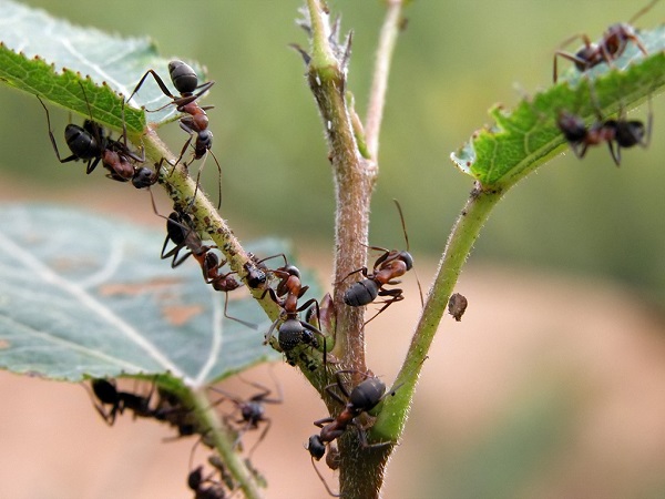  Wie kann man die Invasion der Ameisen loswerden?