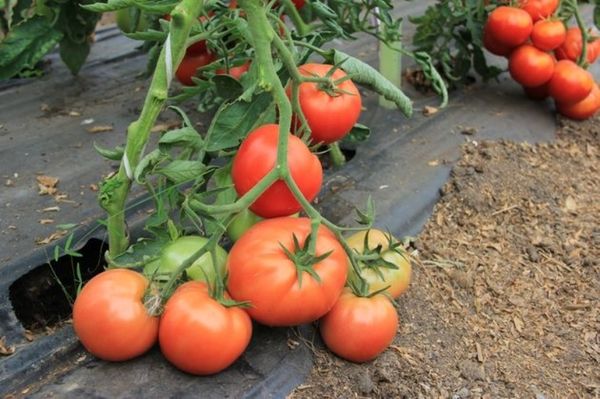  Beschreibung und Merkmale der Sorte der Tomatensammelfarm fruchtbar