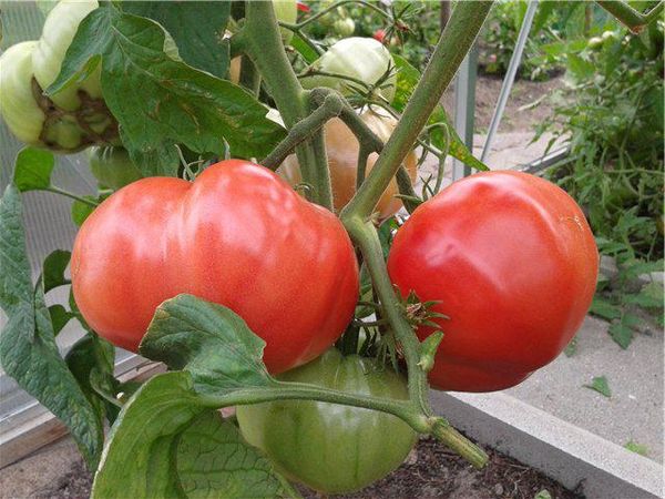  Tomatenrosa Wunder