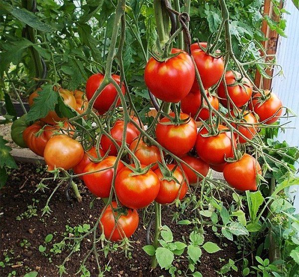  Caractéristiques et description de la variété de tomate Tanya