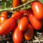  Les variétés de tomates les plus populaires