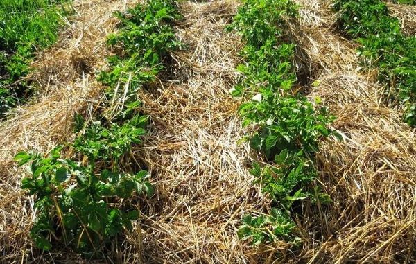  Die nematodenresistente Kartoffelsorte muss mindestens 2 Jahre hintereinander angebaut werden