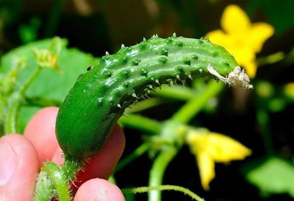  Avec un manque d'azote, les fruits du concombre commencent à s'enrouler