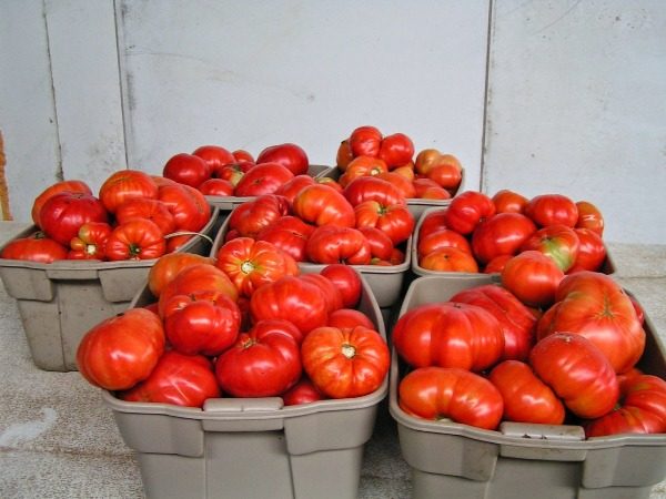  Frisch gepflückte Tomatensorte Kholosolny in Schachteln