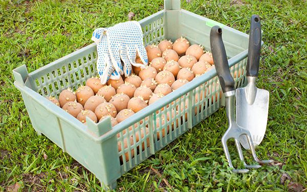  Kartoffeln vor dem Pflanzen