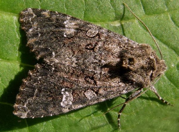  Insectes nuisibles du chou en pleine terre