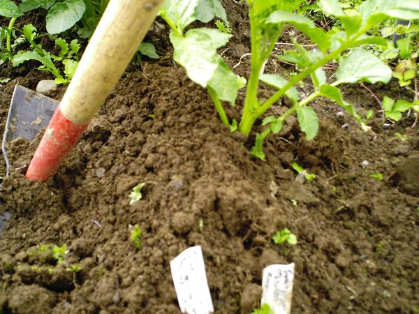  Nach dem Hilling beginnt der Kartoffelstrauch schneller zu wachsen