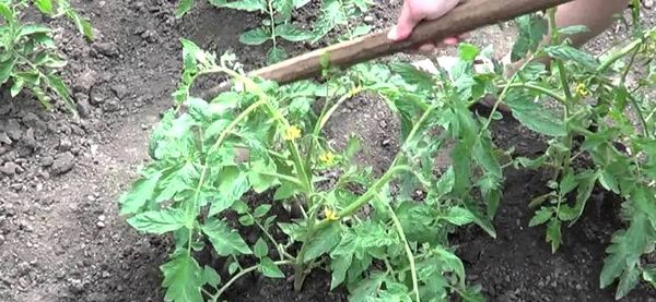  Soins de qualité après la plantation