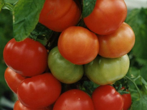  Tomaten haben keine Angst vor Temperaturschwankungen und produzieren unter allen Bedingungen eine Ernte.