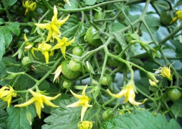  Tomaten-Bonsai hat sowohl männliche als auch weibliche Geschlechtszellen und erfordert daher keine künstliche Bestäubung.