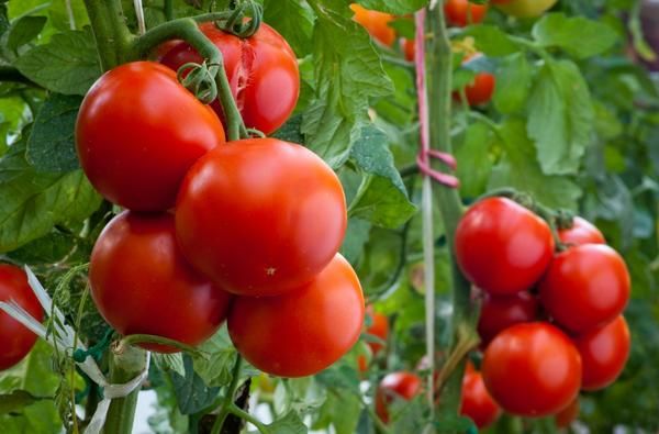  Beschreibung und Eigenschaften der Tomate Perseus