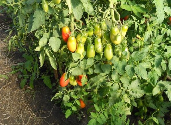  Französische Dünger Tomate