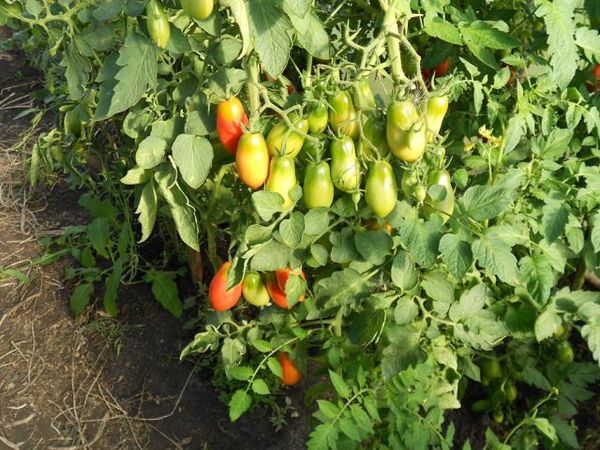  Französische Dünger Tomate