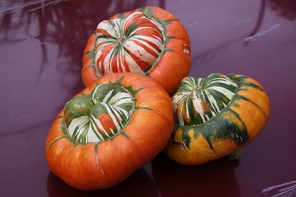  Les fruits de la variété turban turque ont une forme inhabituelle de turbans