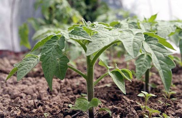  Depuis que les arbustes poussent fortement - pas plus de 2 plants sont plantés pour 1m2