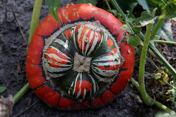  Die Früchte müssen vor dem Frost zusammen mit dem Stiel geschnitten werden