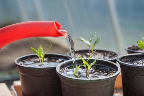  Bei der Bewässerung von Bonsai-Tomaten ist es verboten, kaltes Wasser zu verwenden.