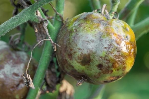  Eine der häufigsten Krankheiten bei Tomaten - der Spätfäule