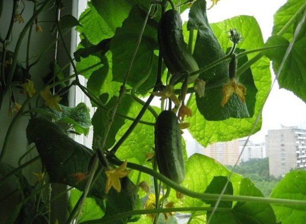  Cultiver des concombres sur le rebord de la fenêtre