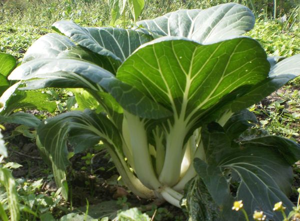  Bei guter Pflege können Steckdosen bis zu 1 kg wiegen.