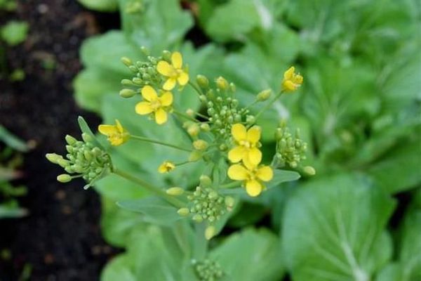  Pak Choi, weggeworfene Blumenspitze, verliert ihren Geschmack