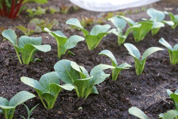  Les semis sont plantés dans le sol par transbordement