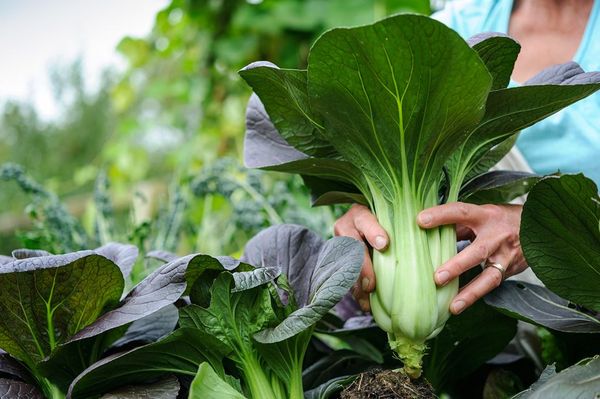  Pak Choi-Buchsen mit einem 1,5 cm langen Messer geschnitten